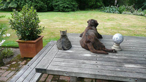 cat dog